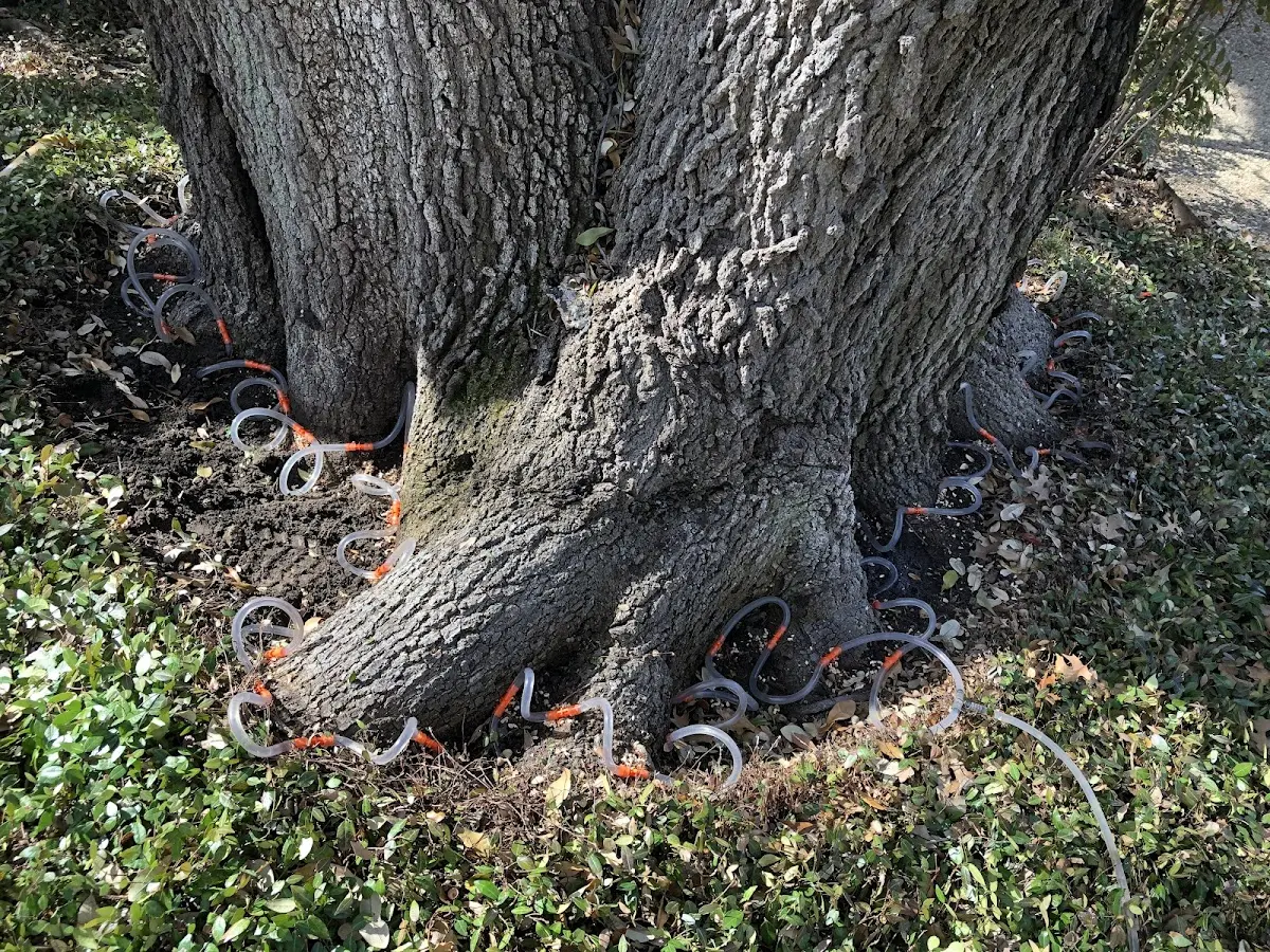 Detailed Tree Cabling and Bracing job site in Hunker