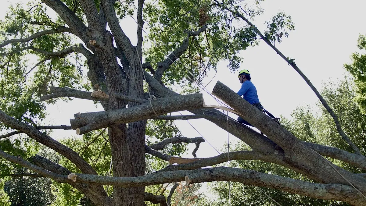 Professional Crown Thinning performed by certified arborists in Hunker